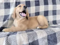 Donna, a female Golden Retriever for sale in Fenwick, MI – 5 of 8