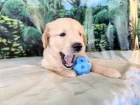 Cade, a male Golden Retriever for sale in Fenwick, MI – 6 of 8