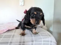 Buttons, a female Miniature Dachshund for sale in Fenwick, MI – Photo 2 of 8