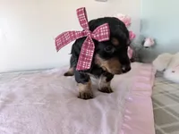 Buttons, a female Miniature Dachshund for sale in Fenwick, MI – Photo 8 of 8