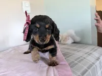 Buttons, a female Miniature Dachshund for sale in Fenwick, MI – Photo 1 of 8