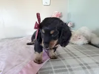 Buttons, a female Miniature Dachshund for sale in Fenwick, MI – Photo 3 of 8