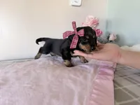 Buttons, a female Miniature Dachshund for sale in Fenwick, MI – Photo 7 of 8