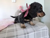 Buttons, a female Miniature Dachshund for sale in Fenwick, MI – Photo 6 of 8