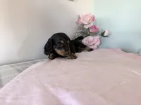 Buttons, a female Miniature Dachshund for sale in Fenwick, MI – Photo 4 of 8