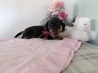 Bubbles, a female Miniature Dachshund for sale in Fenwick, MI – Photo 7 of 7