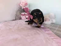 Buttons, a female Miniature Dachshund for sale in Fenwick, MI – Photo 5 of 8