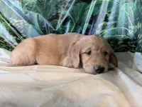 Cylar, a male Golden Retriever for sale in Fenwick, MI – 5 of 8
