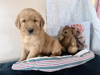 Andy, a male Golden Retriever for sale in Fenwick, MI – Photo 7 of 8