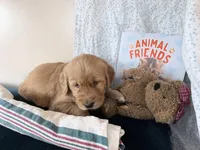 Andy, a male Golden Retriever for sale in Fenwick, MI – Photo 2 of 8