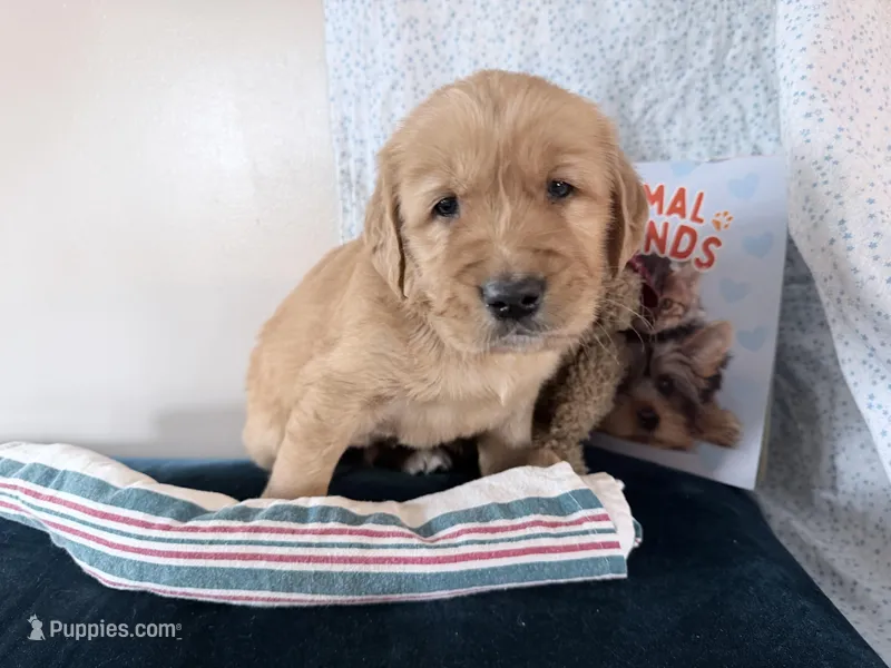 Andy – Golden Retriever puppy for sale in Fenwick, MI