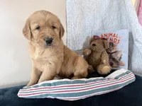 Andy, a male Golden Retriever for sale in Fenwick, MI – Photo 5 of 8