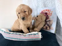 Andy, a male Golden Retriever for sale in Fenwick, MI – Photo 3 of 8
