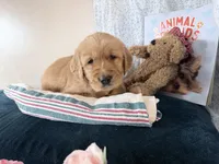 Andy, a male Golden Retriever for sale in Fenwick, MI – Photo 6 of 8
