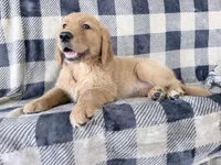 Dixie, a female Golden Retriever for sale in Fenwick, MI – 3 of 8