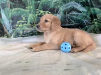 Cederick, a male Golden Retriever for sale in Fenwick, MI – 6 of 8