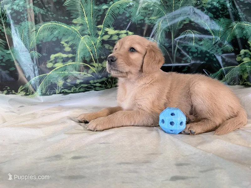 Cederick – Golden Retriever puppy for sale in Fenwick, MI