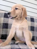 Destiny, a female Golden Retriever for sale in Fenwick, MI – 5 of 8