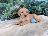 Cederick, a male Golden Retriever for sale in Fenwick, MI – 5 of 8