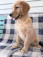 Daisy, a female Golden Retriever for sale in Fenwick, MI – 4 of 8