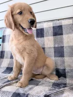 Daisy, a female Golden Retriever for sale in Fenwick, MI – 3 of 8
