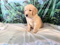 Carmen, a female Golden Retriever for sale in Fenwick, MI – 8 of 8