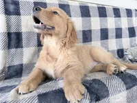 Dixie, a female Golden Retriever for sale in Fenwick, MI – 5 of 8