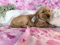 Anne, a female Golden Retriever for sale in Fenwick, MI – Photo 7 of 8