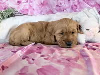 Anne, a female Golden Retriever for sale in Fenwick, MI – Photo 8 of 8