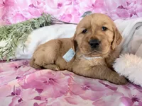 Anne, a female Golden Retriever for sale in Fenwick, MI – Photo 6 of 8