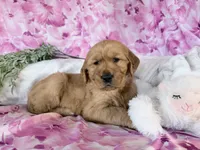 Anne, a female Golden Retriever for sale in Fenwick, MI – Photo 5 of 8