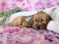 Anne, a female Golden Retriever for sale in Fenwick, MI – Photo 3 of 8