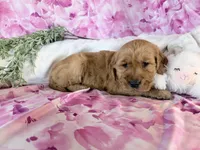 Anne, a female Golden Retriever for sale in Fenwick, MI – Photo 4 of 8