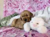 Anne, a female Golden Retriever for sale in Fenwick, MI – Photo 1 of 8