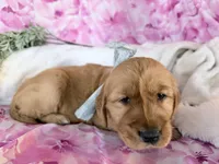 Anne, a female Golden Retriever for sale in Fenwick, MI – Photo 2 of 8