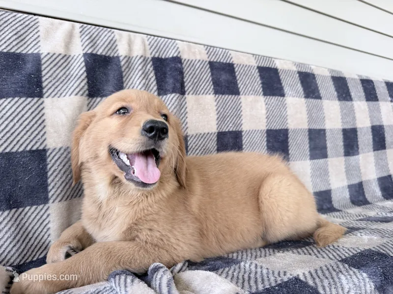 Darla – Golden Retriever puppy for sale in Fenwick, MI