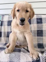 Duke, a male Golden Retriever for sale in Fenwick, MI – 3 of 8