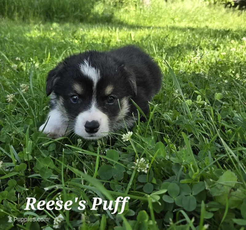 Reese's Puffs – Australian Shepherd, Pembroke Welsh Corgi puppy for sale in Buffalo, MN