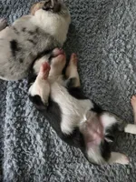 Trix, a female Australian Shepherd and Pembroke Welsh Corgi for sale in Buffalo, MN – 2 of 3