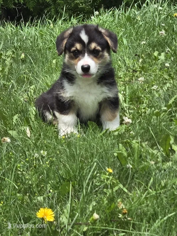 Reese's Puffs – Australian Shepherd, Pembroke Welsh Corgi puppy for sale in Buffalo, MN
