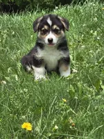 Reese's Puffs, a male Australian Shepherd and Pembroke Welsh Corgi for sale in Buffalo, MN – 2 of 5
