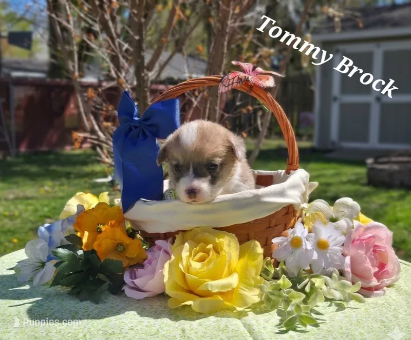 Tommy Brock – Pembroke Welsh Corgi puppy for sale in Buffalo, MN