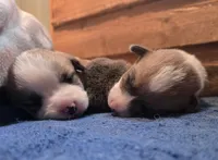 Mopsy, a female Pembroke Welsh Corgi for sale in Buffalo, MN – 2 of 6