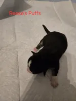 Reese's Puffs, a male Australian Shepherd and Pembroke Welsh Corgi for sale in Buffalo, MN – 3 of 3