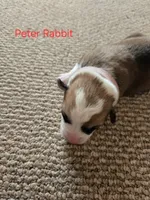 Peter Rabbit, a male Pembroke Welsh Corgi for sale in Buffalo, MN – 3 of 5