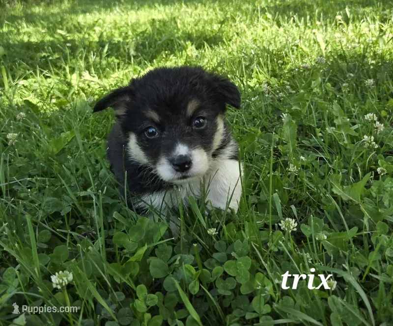 Trix – Australian Shepherd, Pembroke Welsh Corgi puppy for sale in Buffalo, MN