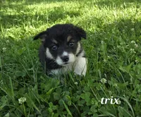 Trix, a female Australian Shepherd and Pembroke Welsh Corgi for sale in Buffalo, MN – 1 of 3