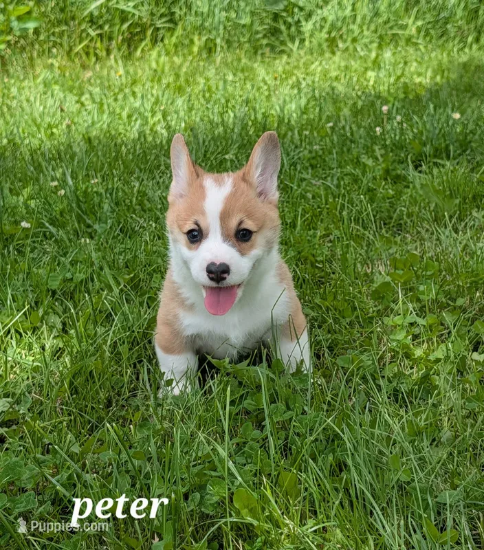 Peter Rabbit – Pembroke Welsh Corgi puppy for sale in Buffalo, MN