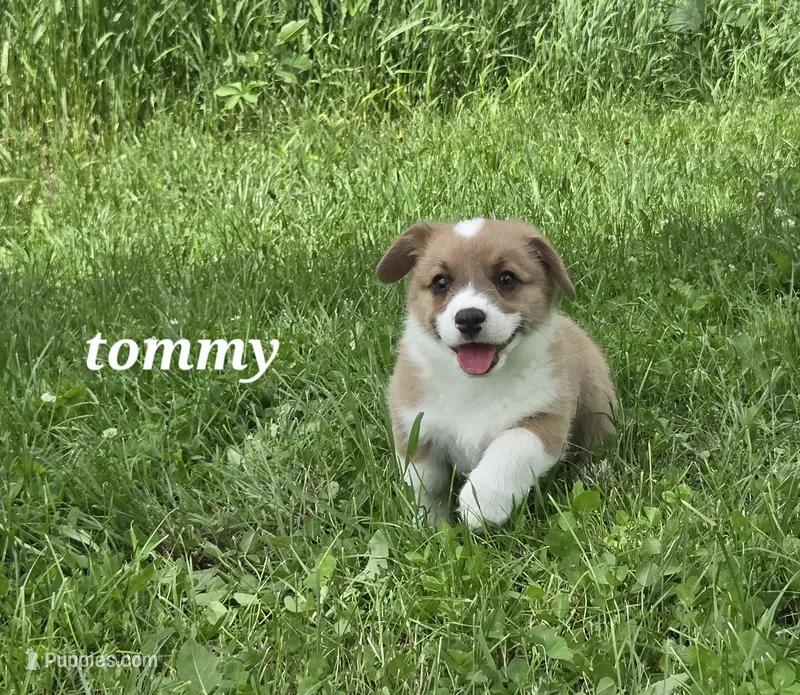 Tommy Brock – Pembroke Welsh Corgi puppy for sale in Buffalo, MN
