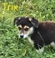 Trix, a female Australian Shepherd and Pembroke Welsh Corgi for sale in Buffalo, MN – 1 of 6